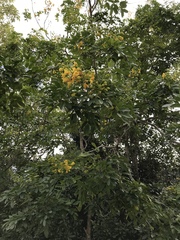 Erythrostemon yucatanensis