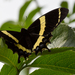 Magnificent Swallowtail - Photo (c) Anne, some rights reserved (CC BY-NC-SA)