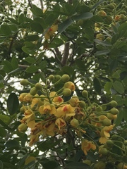 Erythrostemon yucatanensis