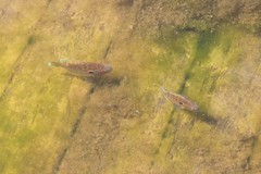 Lepomis peltastes
