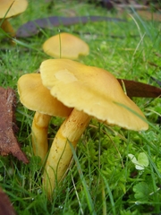 Cortinarius canarius