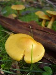 Cortinarius canarius