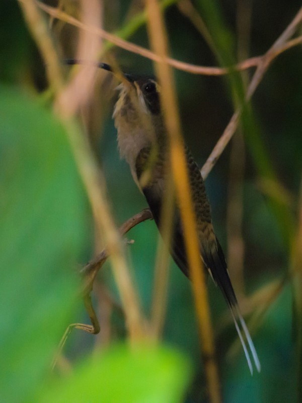 Long-billed Hermit