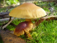 Cortinarius canarius