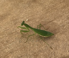 Callimantis