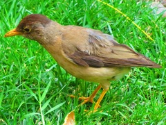 Turdus falcklandii magellanicus