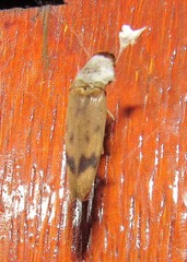 Conoderus fuscofasciatus