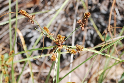 Image of Cyperus anderssonii by (c) Loren Cassin Sackett, some rights reserved (CC BY)
