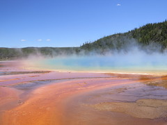 Archaea