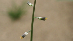 Streptanthus longirostris