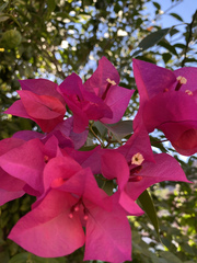 Bougainvillea