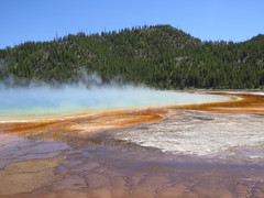Archaea