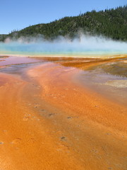 Archaea