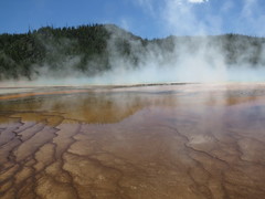 Archaea