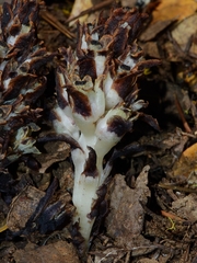 Pityopus californicus