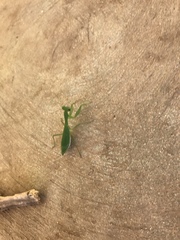 Callimantis
