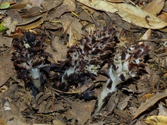 Pityopus californicus