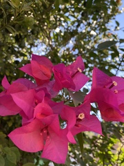 Bougainvillea