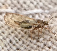 Trioza urticae