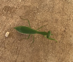 Callimantis