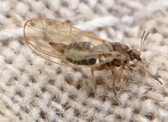 Trioza urticae