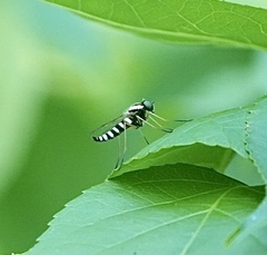 Chrysopilus ornatus