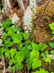 Tiarella austrina