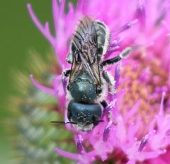 Osmia chalybea