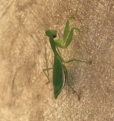 Callimantis