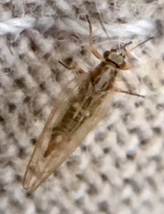 Trioza urticae