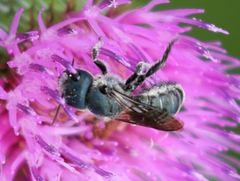 Osmia chalybea