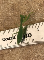 Callimantis