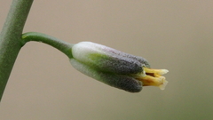 Streptanthus longirostris