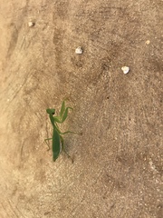 Callimantis