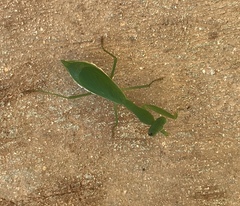 Callimantis