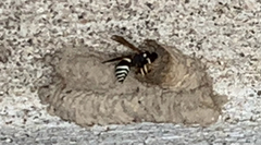Ancistrocerus waldenii