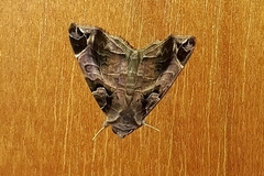 Calyptis idonea