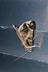 Calyptis idonea