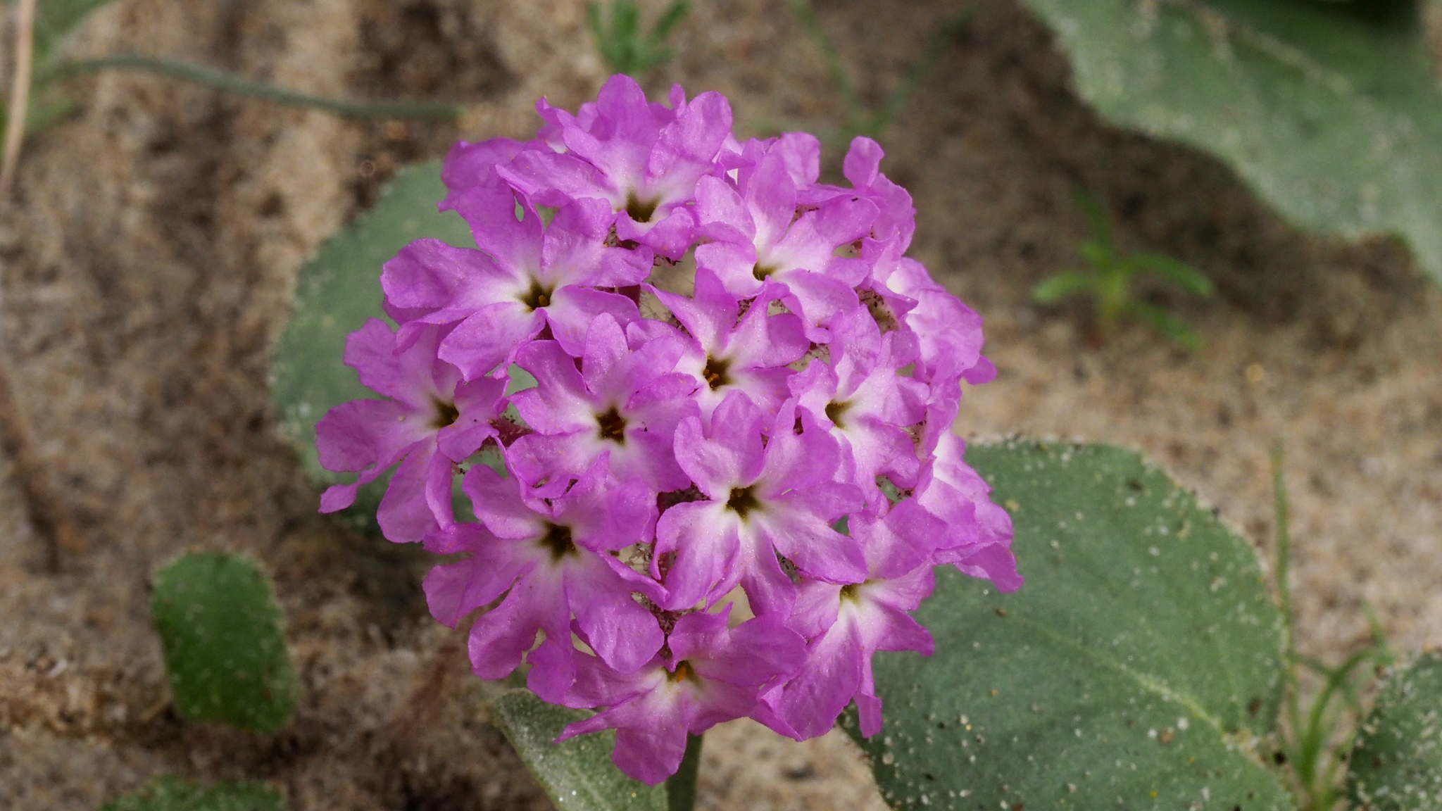 Abronia villosa var. villosa