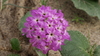 Hairy Sand Verbena - Photo (c) Fred Melgert / Carla Hoegen, some rights reserved (CC BY-NC), uploaded by Fred Melgert / Carla Hoegen