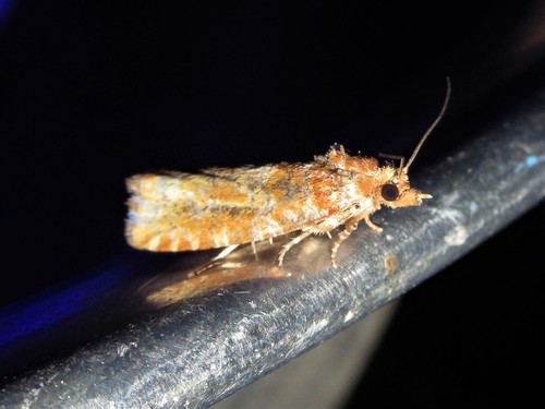 Shortleaf Pine Coneborer Moth photo 3