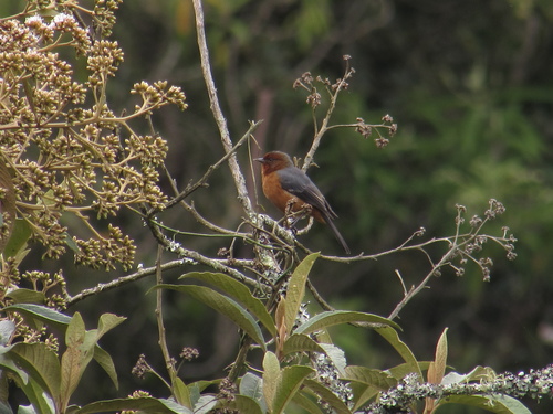 Rufous-browed Conebill (Conirostrum rufum), photo 8