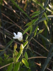 Calystegia sepium limnophila