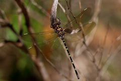 Archaeosynthemis leachii