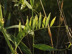 Lathyrus jepsonii jepsonii