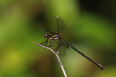 Miniargiolestes minimus