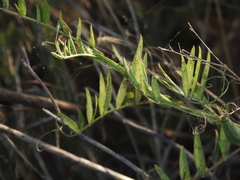 Lathyrus jepsonii jepsonii