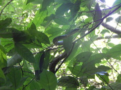 Phrynonax poecilonotus