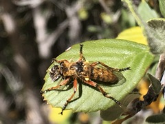 Callinicus pictitarsis
