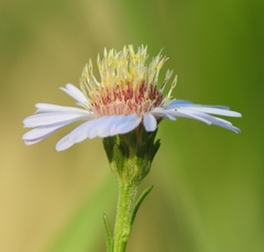 Symphyotrichum lentum